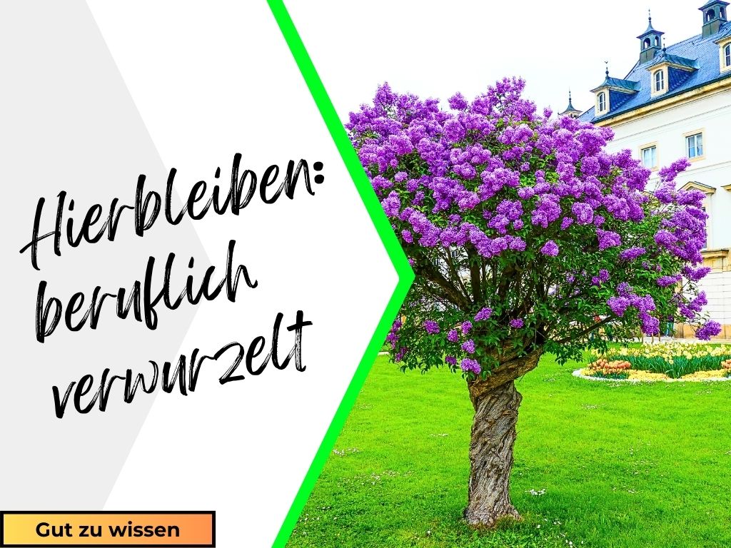 Pillnitz